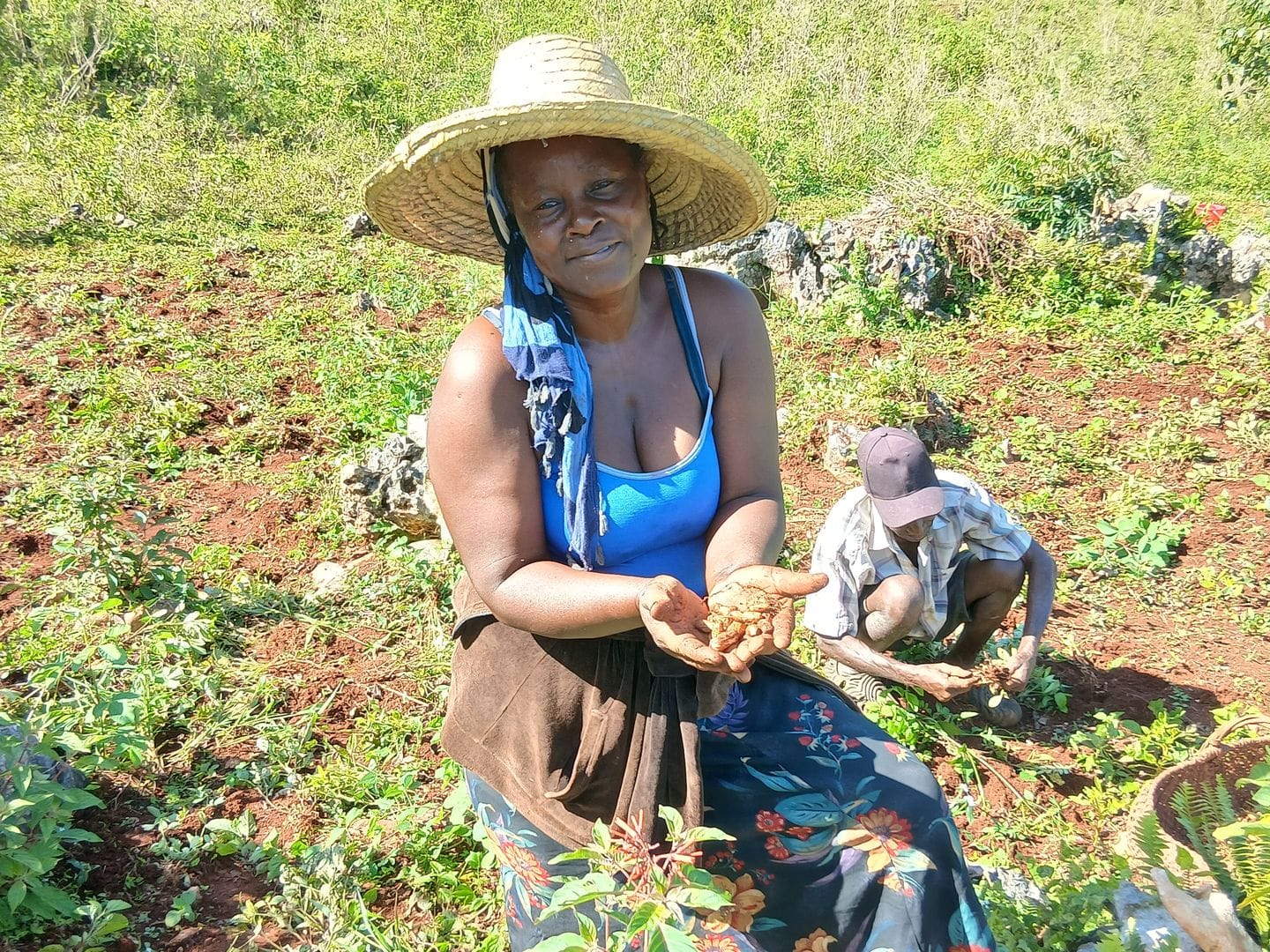 A cooperative member in a straw hat holds freshly harvested peanuts in a field in Gorgette, Haiti.