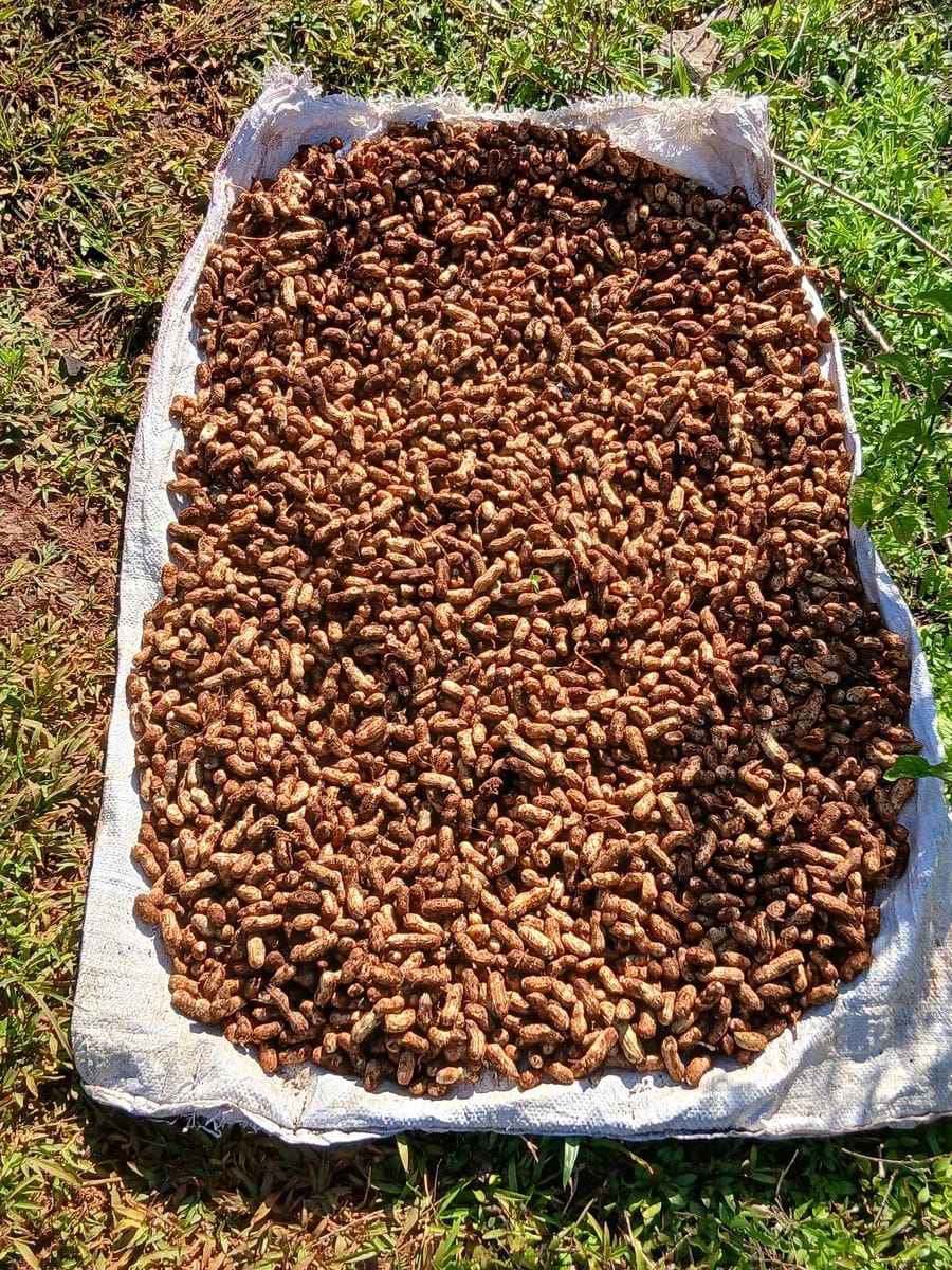 Harvested peanuts drying in the sun in Gorgette.