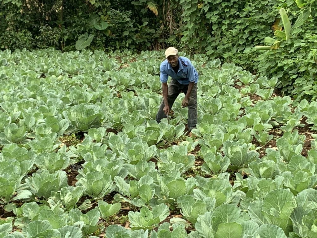 A cooperative member standing in a large cabbage field in Fon Batis.